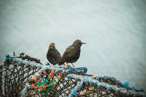 Принти на полотні Two common starlings perched on discarded fishing net coastal wildlife