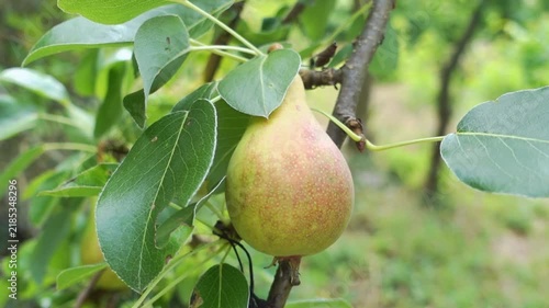 Ripe pear hanging from a tree branch