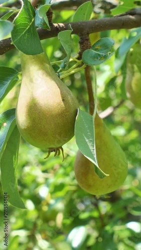 Ripe pears hanging on tree branch