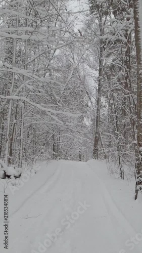 Walking trail through a snowy forest in winter