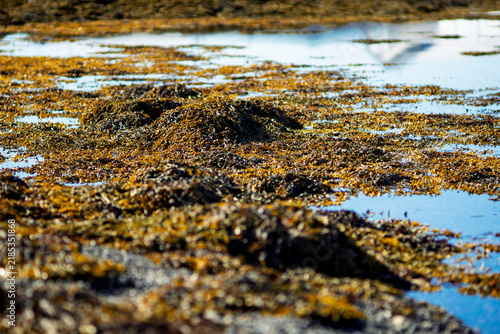 Fotografie Golden kelp and brown seaweed in shallow coastal tide pool macro