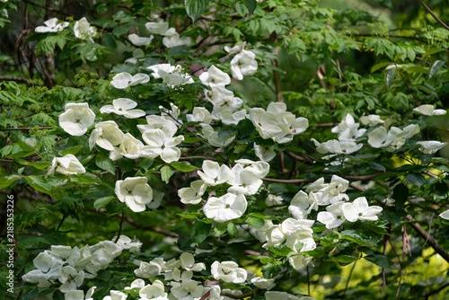 Large Venus dogwood (cornus x elwinortinii Venus) flowers blooming in the garden