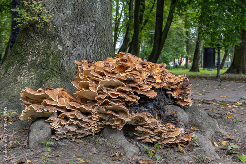 Foto Giant polypore Meripilus giganteus growing in large cluster at base of tree in p