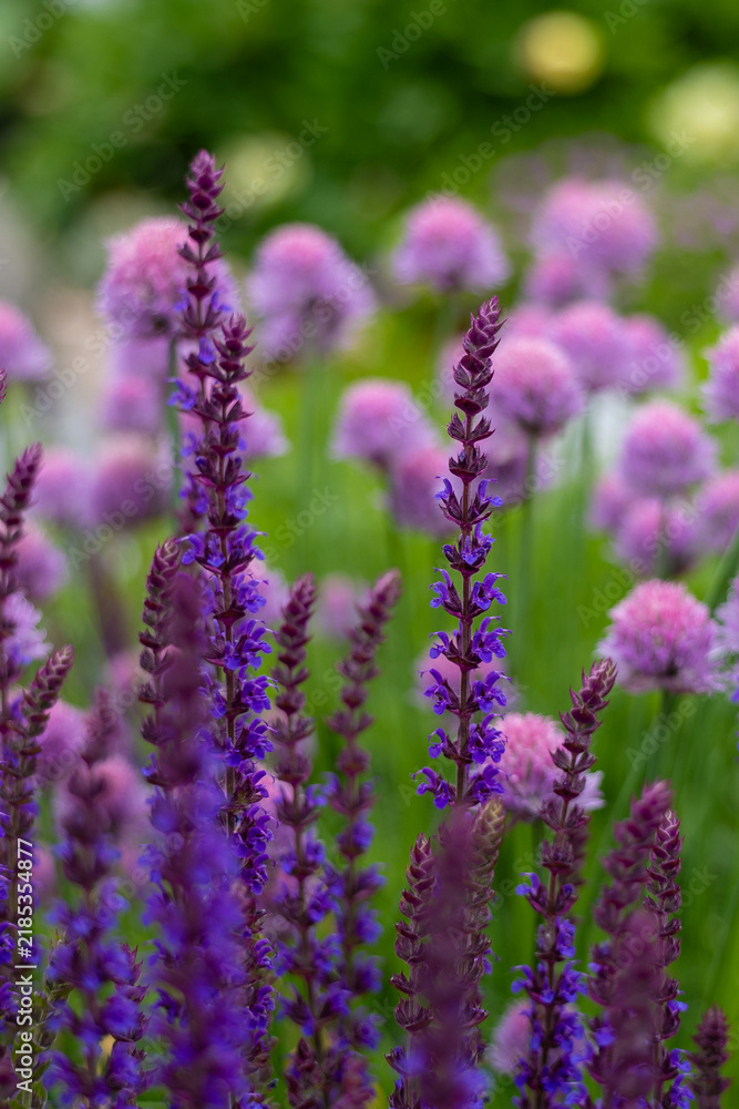 Fototapeta premium Purple sage (Salvia) and chive (Allium schoenoprasum) blooming in a spring garden
