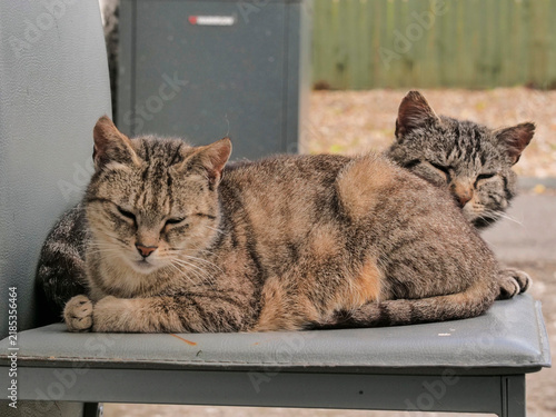 Canvas Print Two tabby cats nap together on a gray outdoor chair