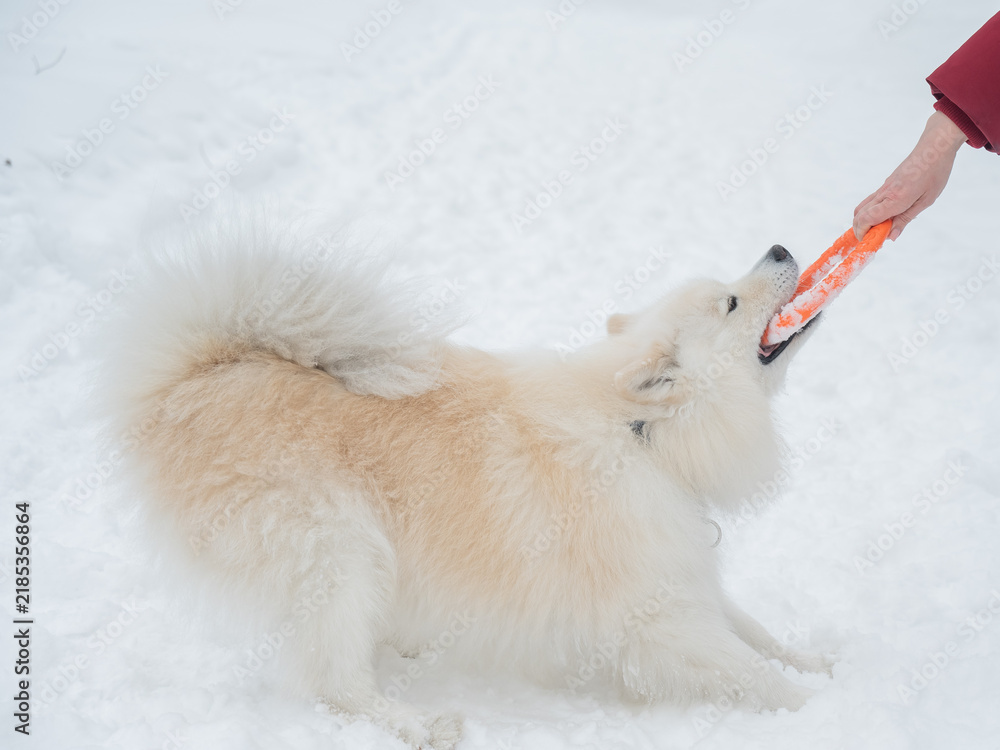 Fototapeta premium A Samoyed dog plays with a puller on a winter walk.
