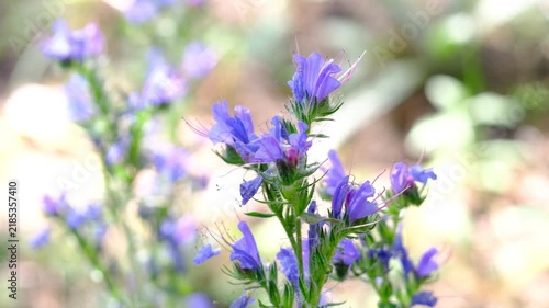Vibrant Blue Vipers Bugloss Wildflowers Blooming in Sunny Summer Meadow Providing Nectar for Bees and Pollinating Insects