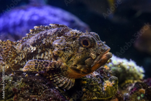 view on a brown scorpionfish