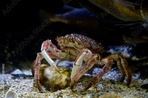 View on e sea spider