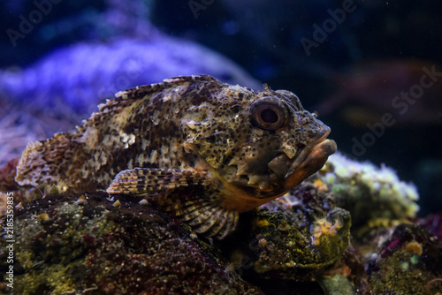 view on a brown scorpionfish
