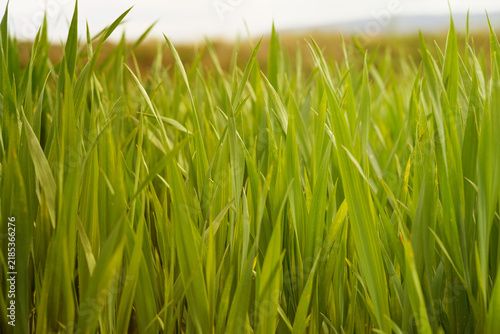 Vibrant green grass swaying gently in the warm afternoon breeze