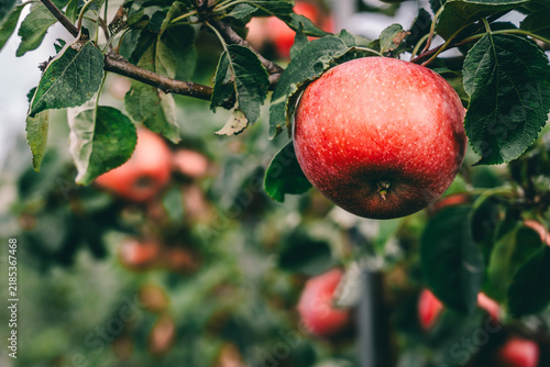 Red apple on tree ready to be harvested. Selective focus