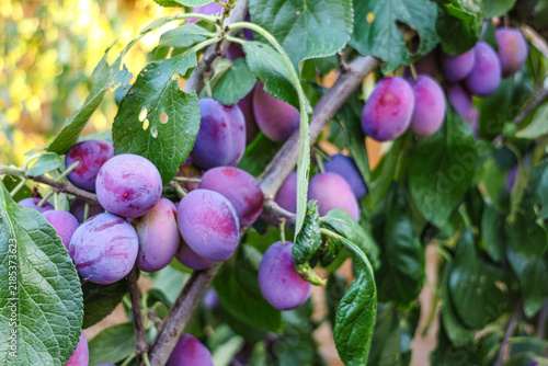 Ripe purple mature Victoria plums, stone fruit, on a garden orchard tree in Summer. 
