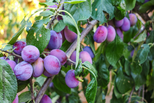 Ripe purple mature Victoria plums, stone fruit, on a garden orchard tree in Summer. 