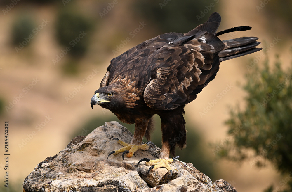 Fototapeta premium Golden Eagle Perched on Branch in Nature
