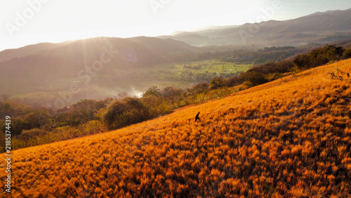 Obraz na plátně A lone hiker walking across a golden grass-covered hillside overlooking a green valley and distant mountain ranges under warm natural sunlight
