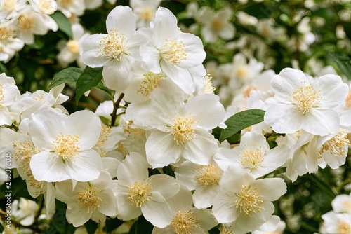 Clusters of delicate white blossoms with yellow stamens bloom abundantly