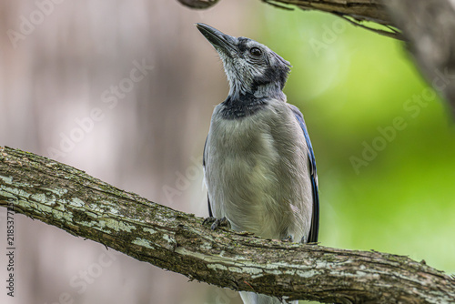Plakat w ramie Blue jay perched in a tree.