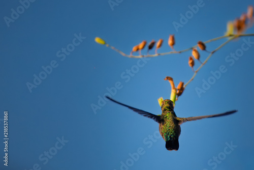 фотографія Hummingbird hovers mid-air near blossoms