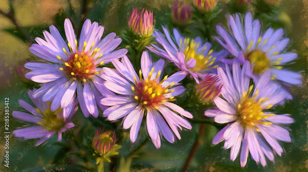 Fototapeta premium Purple Daisy Flowers in Soft Light