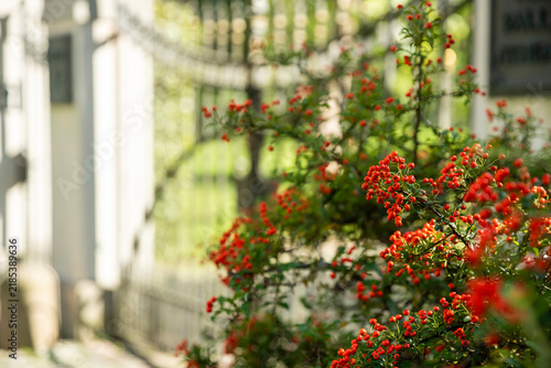 Firethorn bush with bright red berries in focus against a blurred background gate and building.