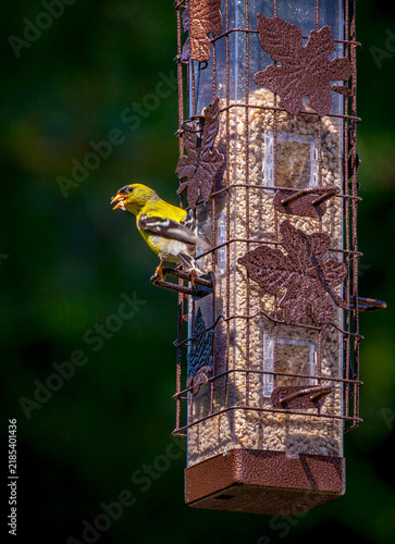 Fotografie A male American Goldfinch eats seeds from a backyard feeder in western Washingto