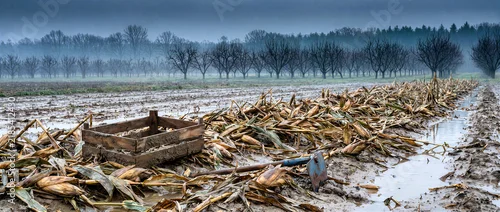 Panel kuchenny z motywem Flooded harvested corn field with wet husks, muddy puddles, wooden crate and metal hoe tool. Agricultural damage from heavy rain and severe weather in rural farmland under overcast misty sky