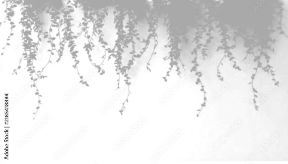 Fototapeta premium Shadow of hanging plants isolated on transparent background