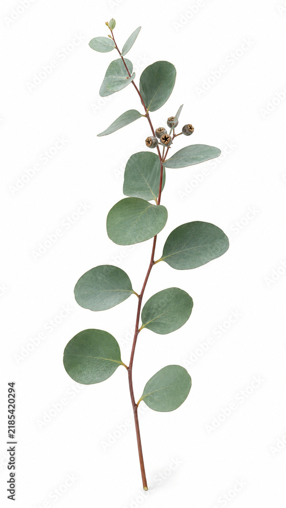 Obraz premium Slender Eucalyptus Branch with Rounded Green Leaves on White