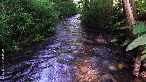 Clear Freshwater Stream Flowing Through Lush Green Grass and Forest Vegetation