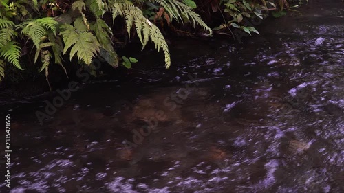 River Water Flowing Dynamically with Fresh Green Ferns and Leaves on the Bank