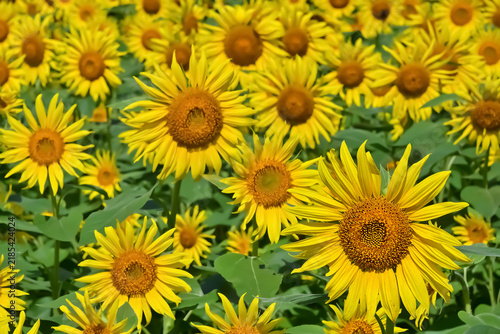ヒマワリの花（Sunflowers）