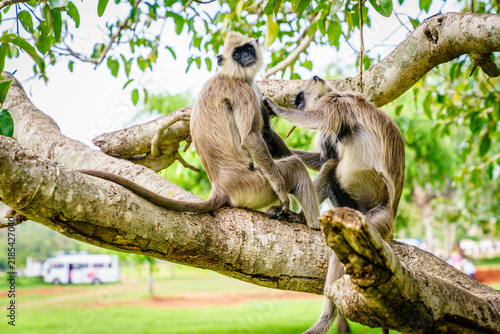 Foto Tufted gray langurs on tree branch, Anuradhapura, Sri Lanka