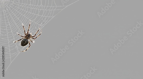 Brown garden spider sits on delicate white silk web against neutral gray minimalist background wall.