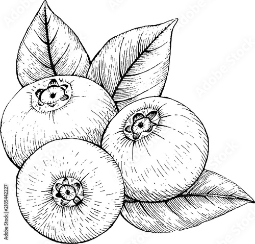 Hand-Drawn Blueberry Fruit Group with Leaves Sketch - Vintage Botanical Line Art