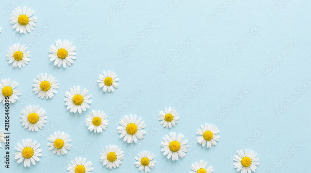 Fototapeta premium White daisy flowers with yellow centers scattered on a soft blue background, symbolizing nature's simplicity and spring's gentle arrival, perfect for organic or floral themes.