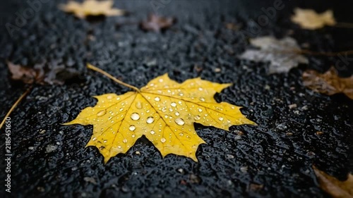 Yellow maple leaf with rain drops lying on wet asphalt. Autumn weather after rain. Fallen leaves on dark road in fall season. Nature closeup macro background