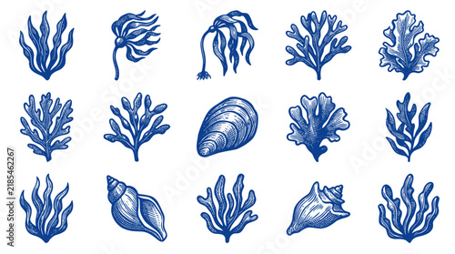 Collection of Blue Seaweed and Shell Illustrations.