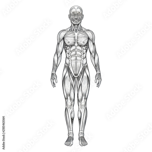 Meticulously detailed black and white full-body human muscular system illustration, healthy adult, frontal view, isolated on transparent, vintage etching with fine lines, 19th-century medical diagram