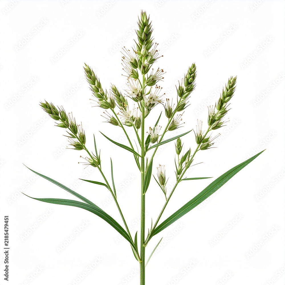 Fototapeta premium Downy Brome Bromus tectorum Resistant Weed