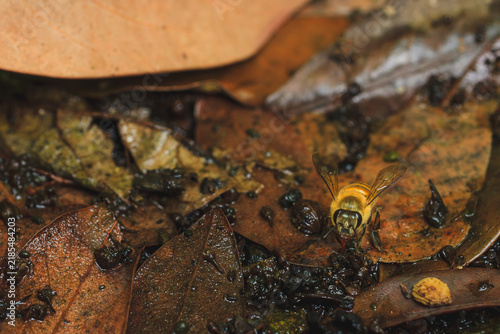 Konstfotografi Honeybee drinking water or foraging among wet brown leaves on the ground