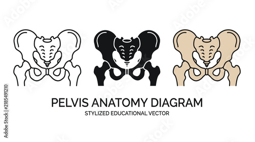 Anatomical pelvis diagrams in black white and tan vector illustrations showcase skeletal structure anatomy diagram graphic medical biology science education