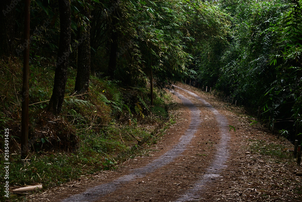 Fototapeta premium forest way in nature. Scenic hiking trail. Travel route through green forest. Trail in woodland. path for tourism. through green trees. Nature. street. cement, gray, gray. transportation. nobody