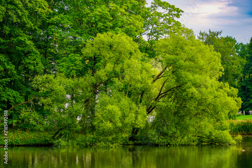 Lush Willow Tree Overhanging Calm Lake Water