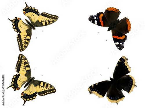 Four different colorful butterflies isolated on transparent background