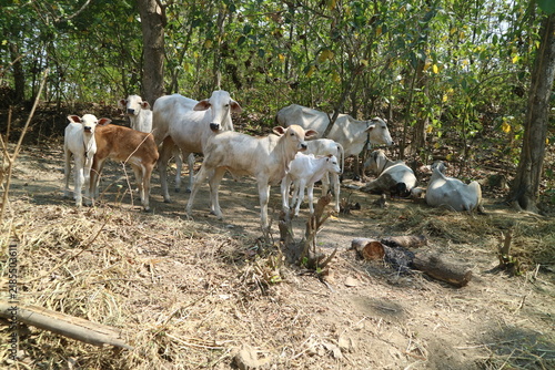 Foto Group of white cows and young calves standing and resting under trees in a count