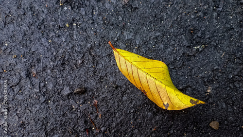 Obraz na płótnie Close-up of a single dry yellow autumn leaf lying on dark wet asphalt