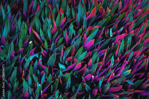 Colorful boat lily plant leaves with vibrant green and purple foliage. Creative tropical nature and botanical background texture in close up.