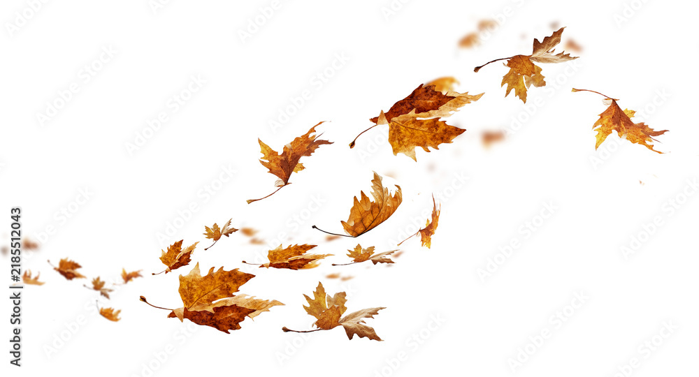 Obraz premium autumn leaves isolated autumn winter season background falling fall platanus tree wid air w