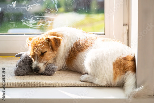Small jack russell terrier dog sleeping on windowsill with soft toy near sunny window.